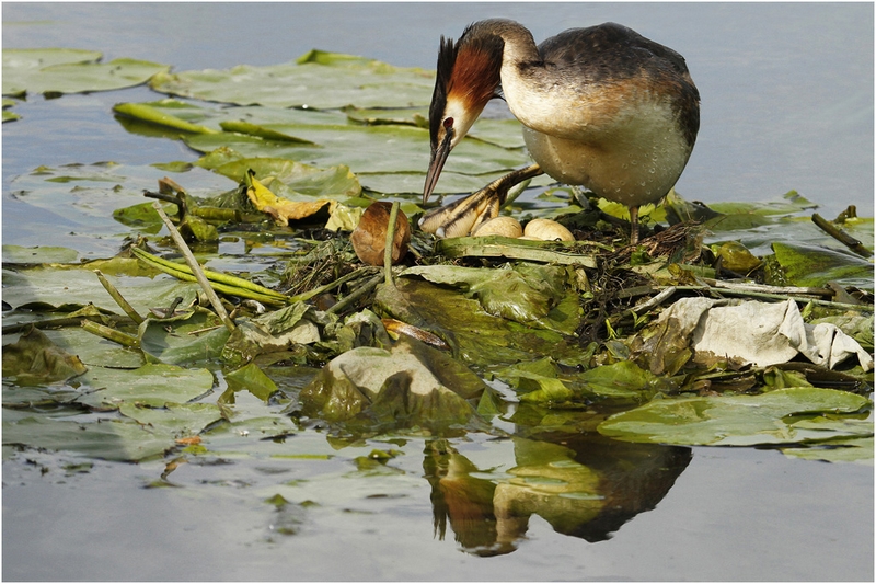 1067 - GREBE NEST REFLECTION - BACLE JEAN CLAUDE - france.jpg